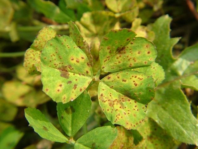 زنگ يونجه  (Alfalfa rust)